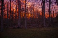 Backyard-Sunset_2022